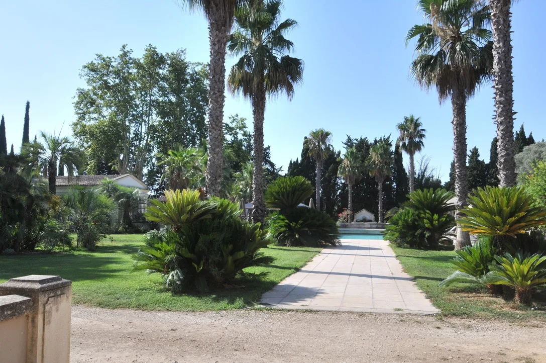 Allée de palmiers du parc du Domaine